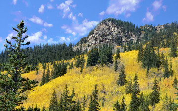 Картинка природа горы лес гора