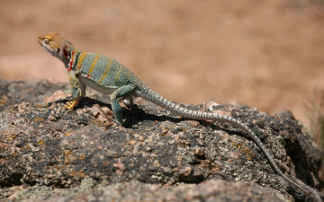 Картинка животные Ящерицы игуаны вараны ящерица камень пустыня хвост