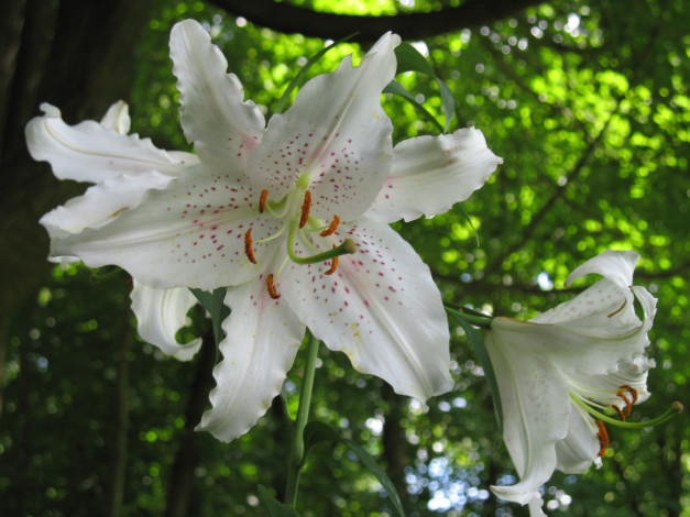 Обои картинки фото цветы, лилии, лилейники, лепестки