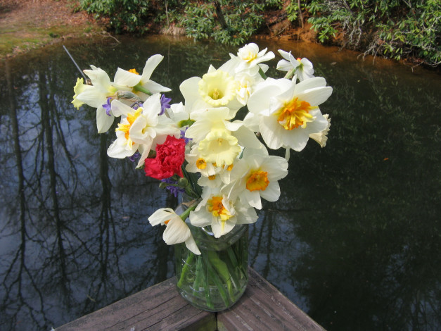 Обои картинки фото цветы, разные, вместе, нарциссы