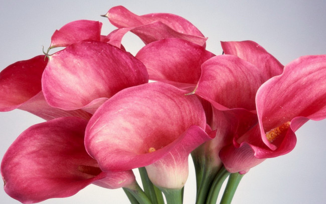 Обои картинки фото цветы, каллы