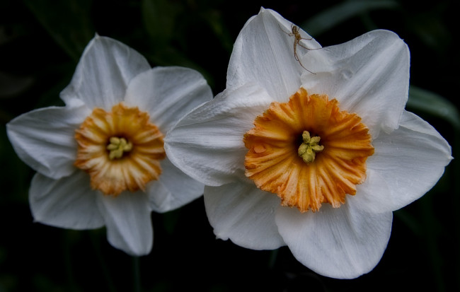 Обои картинки фото цветы, нарциссы, паучок, лепестки