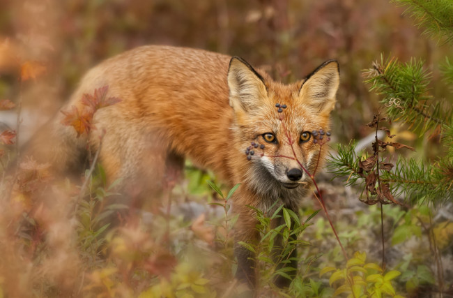 Обои картинки фото животные, лисы, охота, рыжая