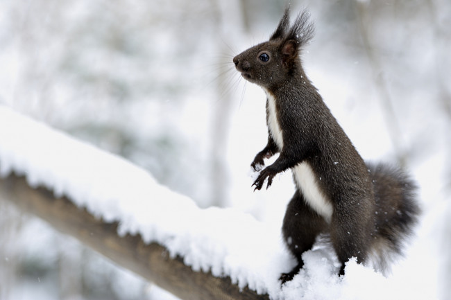 Обои картинки фото животные, белки, стойка, зверек, снег