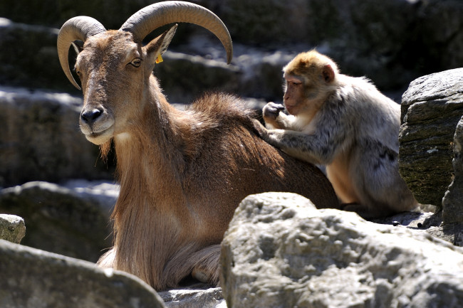 Обои картинки фото животные, разные, вместе, коза, друзья, мартышка