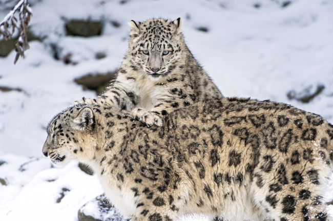 Обои картинки фото животные, снежный, барс, ирбис, барсы, малыш, мама