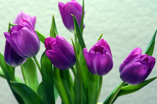 Обои картинки фото цветы, тюльпаны, лиловый