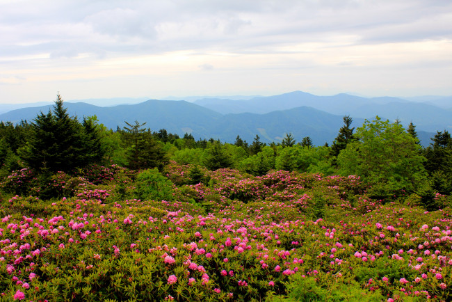 Обои картинки фото mountain, rhododendrons, north, carolina, природа, луга, родендроны, гора