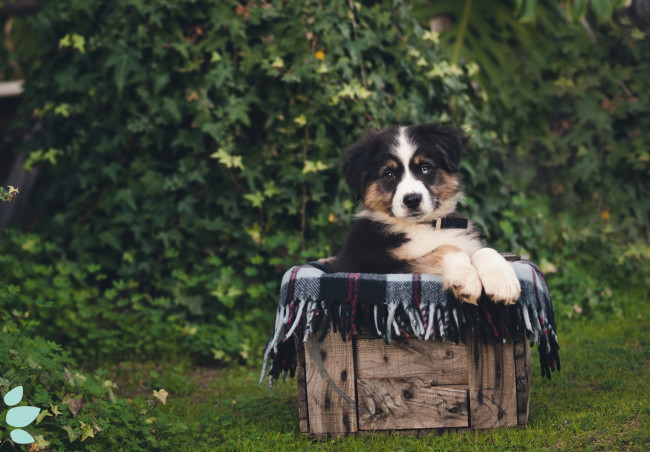 Обои картинки фото животные, собаки, щенок, милый