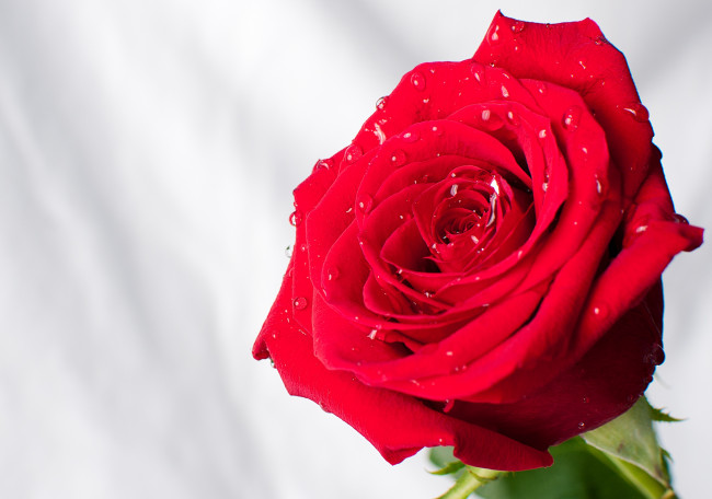 Обои картинки фото цветы, розы, красный