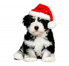 Картинка животные собаки шапка собака белый фон