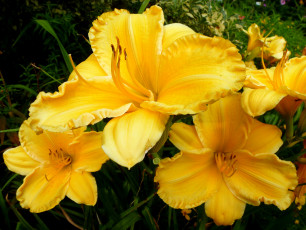 Картинка цветы лилии +лилейники желтые листья