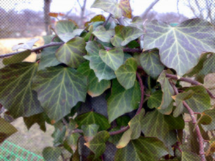 Картинка разное компьютерный+дизайн обработка точки листья плющ зелёные