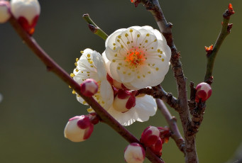 Картинка цветы цветущие+деревья+ +кустарники ветка дерево