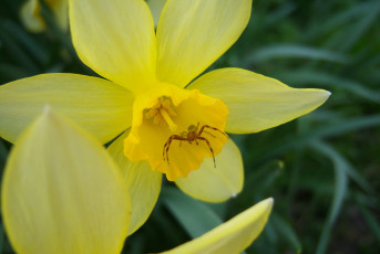 Картинка животные пауки нарцисс цветок паук