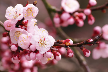 Картинка цветы цветущие+деревья+ +кустарники цветущее дерево цветки листья весна