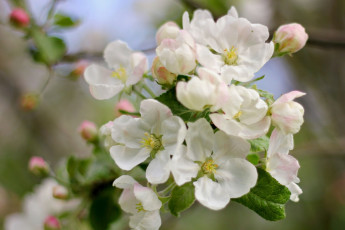 Картинка цветы цветущие+деревья+ +кустарники цветущее дерево цветки листья весна