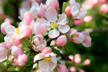 Картинка цветы цветущие+деревья+ +кустарники цветущее дерево цветки листья весна