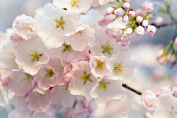 Картинка цветы цветущие+деревья+ +кустарники цветущее дерево цветки листья весна