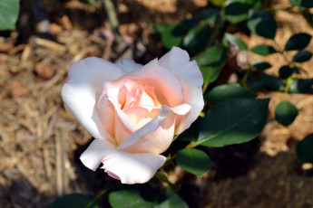 Картинка цветы розы бутон