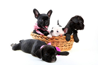 обоя животные, собаки, белый, фон, щенки, корзина