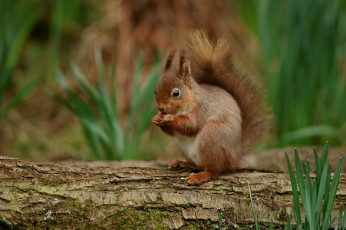Картинка животные белки белка дерево трава весна