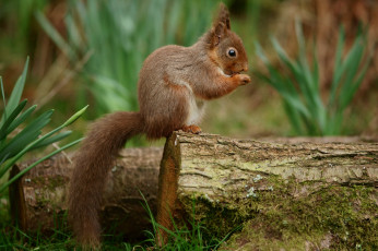 Картинка животные белки дерево белка трава весна