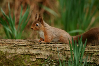 Картинка животные белки весна белка дерево трава
