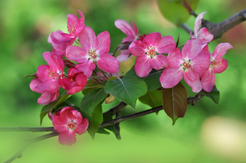 Картинка цветы цветущие+деревья+ +кустарники ветка