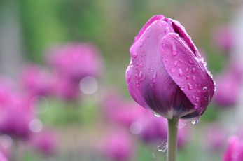 Картинка цветы тюльпаны тюльпан капли роса