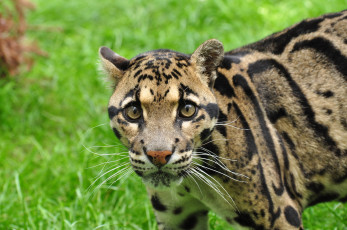 Картинка животные леопарды взгляд леопард трава