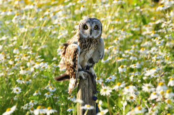 Картинка животные совы сова столбик цветы поле