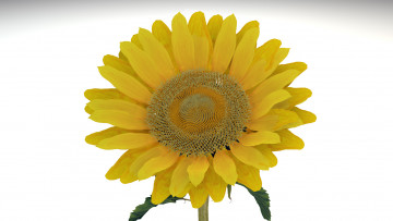 Картинка цветы подсолнухи