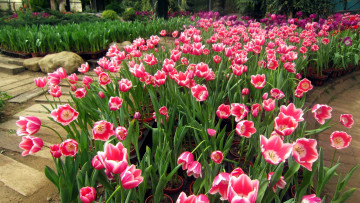 Картинка цветы тюльпаны много