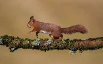 Картинка животные белки орех рыжая сук ветка белка