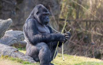 Картинка животные обезьяны горилла