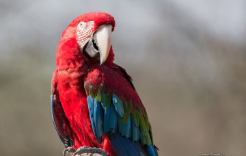 Картинка животные попугаи ара