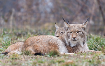Картинка животные рыси отдых
