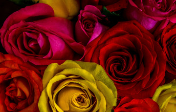 Картинка цветы розы макро бутоны