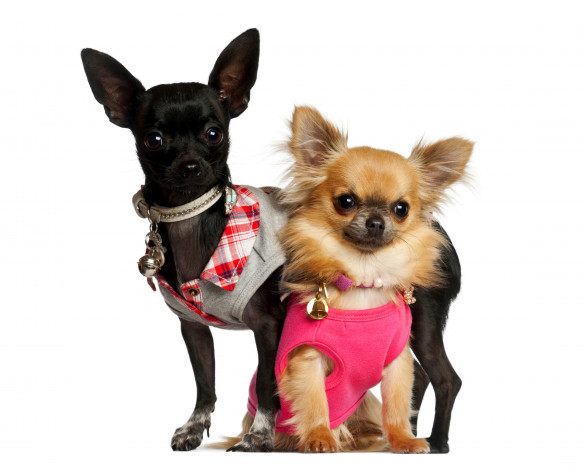 Обои картинки фото животные, собаки, белый, фон, собачки