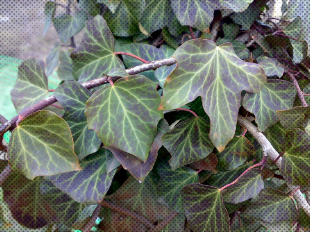 Обои картинки фото разное, компьютерный дизайн, листья, плющ, точки, обработка, зелёные