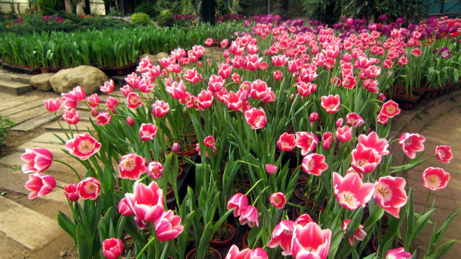 Обои картинки фото цветы, тюльпаны, много