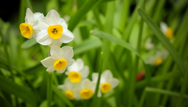 Обои картинки фото цветы, нарциссы, листья