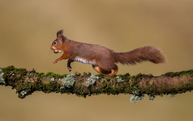 Обои картинки фото животные, белки, орех, рыжая, сук, ветка, белка