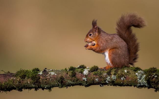 Обои картинки фото животные, белки, рыжая, белка, сук, ветка