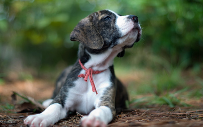 Обои картинки фото животные, собаки, фон, щенок