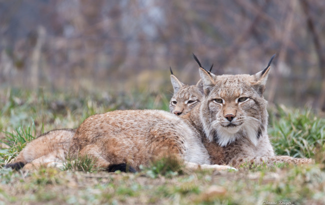 Обои картинки фото животные, рыси, отдых