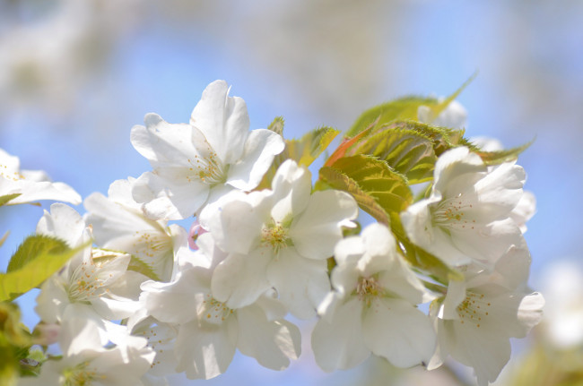 Обои картинки фото цветы, цветущие деревья ,  кустарники, весна