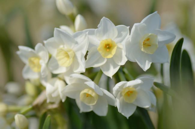 Обои картинки фото цветы, нарциссы, весна