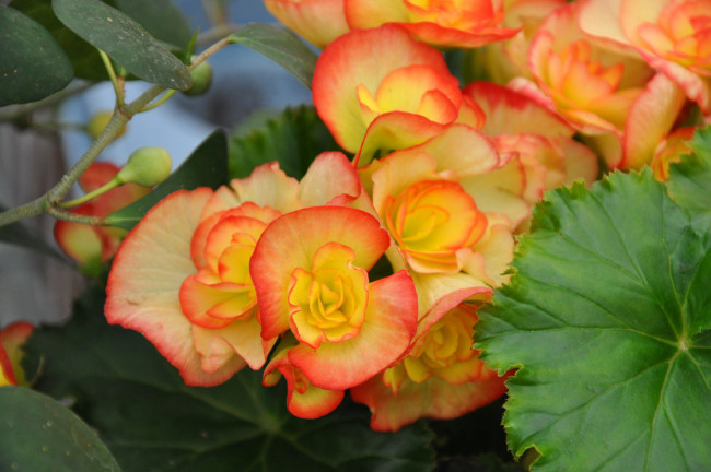 Обои картинки фото цветы, бегония, оранжевая